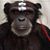 Justin Goarcke's profile image