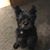 Toni Somma Calkins's profile image