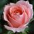 Paulette Dungan's profile image