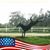 Carol Pedone's profile image