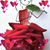 Lupe Magallanes's profile image
