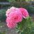 Sara Bradford Ketz's profile image