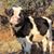 Debra Shewmaker's profile image