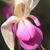Rose Ayers Virgil's profile image