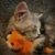 Connie Potter's profile image