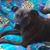 Christine Generson Cannata's profile image