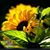 Paula Hernandez's profile image