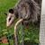 Carolyn Brooks McCrossin's profile image