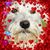 Conrad Schaff's profile image