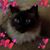 Larch Gilbert's profile image