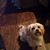 Patti Jo Thomas's profile image