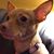 Jane Newland's profile image