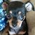 Maya Anderson's profile image