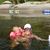 Desiree Berberet's profile image