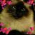 Odessa Palumbo Spikes's profile image