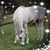 Rebecca D. Gundlach's profile image