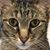 Kristi Bender Ellers's profile image