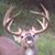 Dan Formhals's profile image