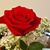 Julie Grace-Robichaud's profile image