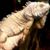 Winking Lizard Tavern- Brunswick's profile image