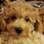 Tracy Donovan's profile image