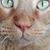 Sherri Stiles Stadfeld's profile image