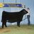 Sherrin Newland Richardson's profile image