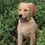 Cheryl Lynn Wiles-Lennon's profile image