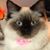 Daphne Yount Vogts's profile image