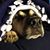 Rosemary Catherine's profile image