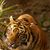 Donna Lynn's profile image