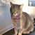 Cindy Lynn Amice's profile image