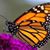 Anne Andrade's profile image