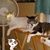 Diane C. Martinez's profile image