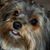 Susan Rainey's profile image