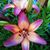 Terri Alimandi Hayes's profile image
