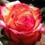 Alyce Elliott Phipps's profile image
