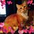 Faith Patrick Rhodes's profile image