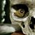 Nevin Legault's profile image