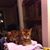 Gale R Gross's profile image