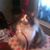 Shegufta Shams Dismukes's profile image