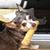 Janet Plamondon Smith's profile image