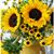 Sandy Cens's profile image