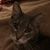 Colleen A. Pugh's profile image