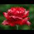 Kim Manea's profile image