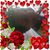 Charlotte Lambert's profile image