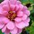 Lisa Ricker-Girmscheid's profile image