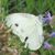 Tracy Green Helms's profile image