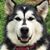Brian Thrasher's profile image