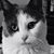 Amy Jansen's profile image